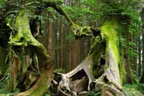 Rùng rợn khu rừng được mệnh danh là tam giác quỷ Bermuda