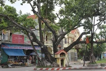 Thần bí cây đa trăm tuổi và ngã tư tử thần