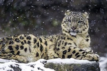 Động vật quý hiếm nhất thế giới đang sinh sống ở đâu?