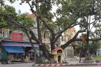 Thần bí cây đa trăm tuổi và ngã tư tử thần