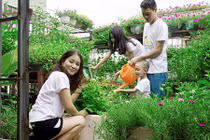 Nuôi gà, thả cá, trồng rau siêu sạch trên sân thượng 80m2