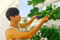 Mướt mắt vườn rau sạch trong biệt thự của các sao Việt 