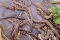 Tìm hiểu mô hình nuôi rắn mòng nửa tỷ đồng ở Hà Nội 