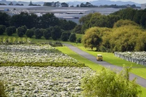 Xanh ngắt cánh đồng nho khổng lồ đẹp mê hồn ở New Zealand 