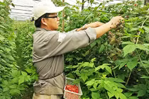 Làm giàu từ cây phúc bồn tử ở Lâm Đồng 