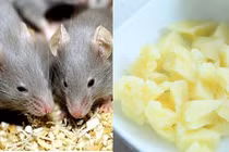 Mẹo thông minh đuổi chuột hiệu quả không cần bả 