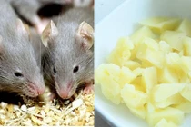 Mẹo thông minh đuổi chuột hiệu quả không cần bả 