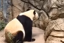 Bật khóc cảnh gấu trúc mẹ cào tường vườn thú đòi con 