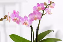 Mang tài lộc vào nhà nhờ những loài hoa quen thuộc sau