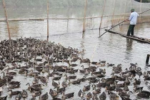 Mắc nợ với vịt trời