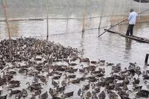 Mắc nợ với vịt trời