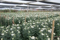 Hoa Tết có nguy cơ "ngậm" thuốc trừ sâu độc hại