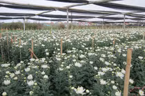 Hoa Tết có nguy cơ "ngậm" thuốc trừ sâu độc hại