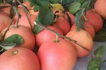 Bưởi đỏ Luận Văn “tiến vua”, mua trưng Tết 1,2 triệu/cặp