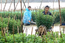 Quảng Ngãi: Làng hoa Nghĩa Mỹ khổ sở chống chọi với lũ 