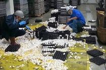 Còn gì đen đủi hơn thế!