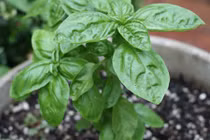 Vì sao bạn nên trồng ít nhất 1 cây húng quế?