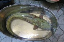 Đại gia chi 200 triệu mua cá tiến vua cho tiệc Tất niên