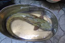 Đại gia chi 200 triệu mua cá tiến vua cho tiệc Tất niên