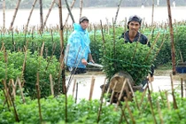 Quảng Ngãi: Làng hoa Nghĩa Mỹ khổ sở chống chọi với lũ 