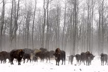 Vương quốc động vật hoang dã ở vùng phóng xạ Chernobyl