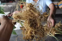 Đối tượng trộm 500 gốc sâm Ngọc Linh là cán bộ bảo vệ rừng