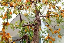 Cặp khế bonsai ra quả từ gốc tới đỉnh ngọn gây sốt