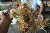 Đối tượng trộm 500 gốc sâm Ngọc Linh là cán bộ bảo vệ rừng