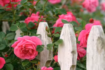 Cách trồng hoa hồng leo bằng hạt ra hoa cực nhanh