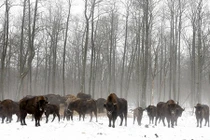 Vương quốc động vật hoang dã ở vùng phóng xạ Chernobyl