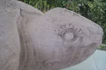 Ly kỳ chuyện rùa đá được phong vương ở xóm Rùa