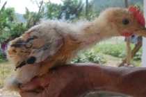 Thủ đoạn sơn lông gà công nghiệp “hô biến” thành gà Đông Tảo quý