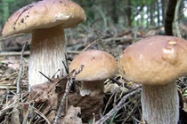 Vào rừng thông Đà Lạt mùa nấm bỗng... “trúng số“