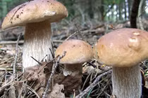 Vào rừng thông Đà Lạt mùa nấm bỗng... “trúng số“