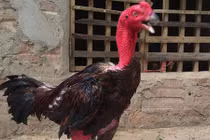 Xem mô hình nuôi gà chọi lãi hàng trăm triệu ở Nghệ An