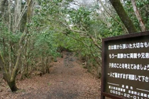 Khu rừng tự sát ở Nhật Bản: Bị ám bởi những linh hồn tự tử