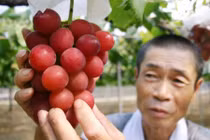 Chùm nho đắt nhất thế giới, giá hơn 200 triệu có gì đặc biệt?