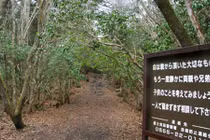 Khu rừng tự sát ở Nhật Bản: Bị ám bởi những linh hồn tự tử