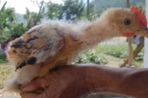 Thủ đoạn sơn lông gà công nghiệp “hô biến” thành gà Đông Tảo quý