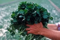 Muốn chống lại ung thư, ăn rau này mỗi ngày