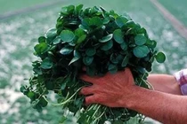 Muốn chống lại ung thư, ăn rau này mỗi ngày