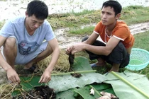 Độc đáo kiểu săn chuột đồng của người dân xứ Nghệ