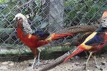 Đưa nhiều vật nuôi cảnh quý tộc về phục vụ đại gia chơi Tết