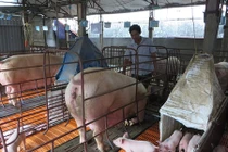 Anh nông dân lãi 500 triệu đồng/năm nhờ nuôi lợn