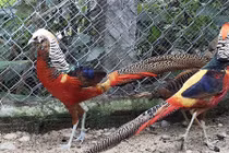 Đưa nhiều vật nuôi cảnh quý tộc về phục vụ đại gia chơi Tết