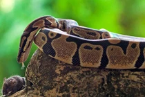 Cận cảnh con trăn đói rình rập, xơi tái chuột trong vài giây