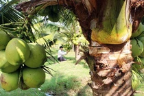 Ngắm vườn dừa “siêu lùn” chi chít quả cực độc