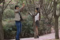 “Soái ca” rung cây điên cuồng cho hoa rụng để bạn gái chụp ảnh