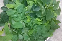 Mẹo nhận biết rau ngót nhiễm hóa chất độc hại