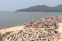 Kinh hoàng nuôi Hàu bằng lốp xe cũ tái xuất